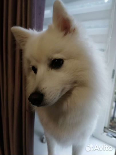 Японский шпиц вязка