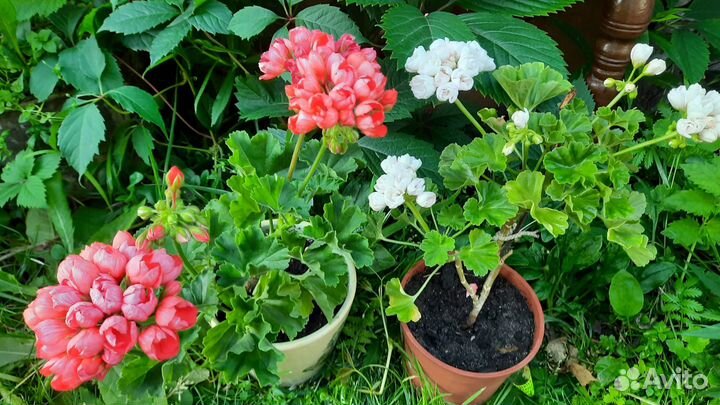 Герань тюльпановидная