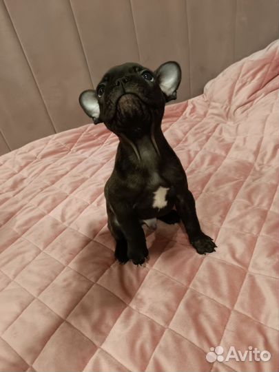 Французский бульдог