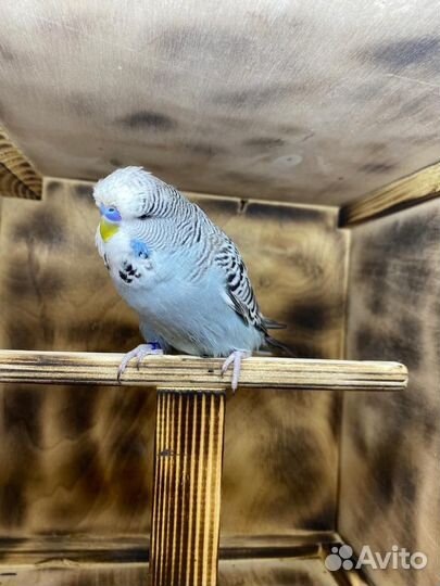 Попугаи ввп чехи