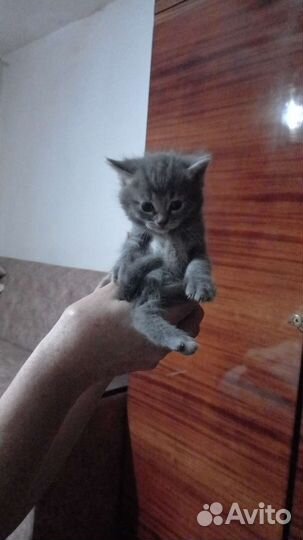 Котята в добрые руки бесплатно