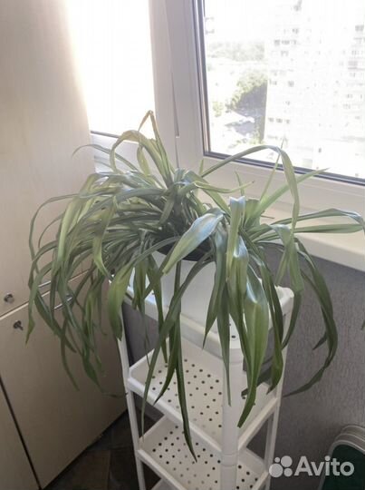 Хлорофитум