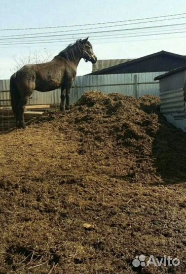 Конский перегной с доставкой