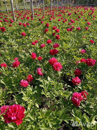 Корни пионов