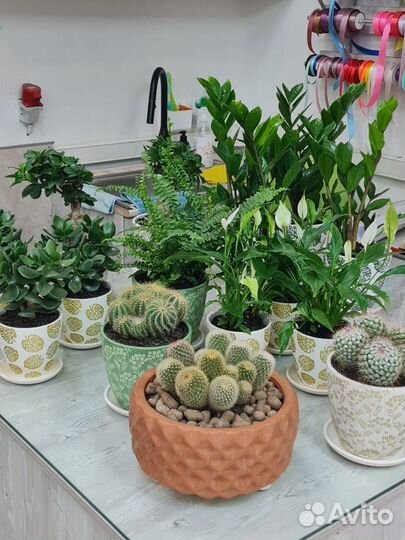 Горшечные растения