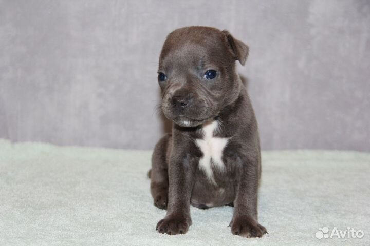 Стаффордширский бультерьер щенки