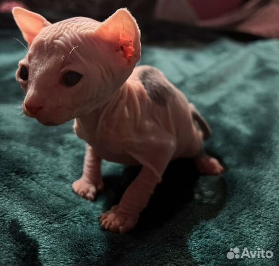 Котята сфинкс