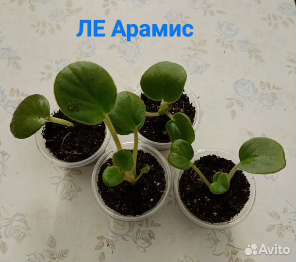 Продам фиалочки