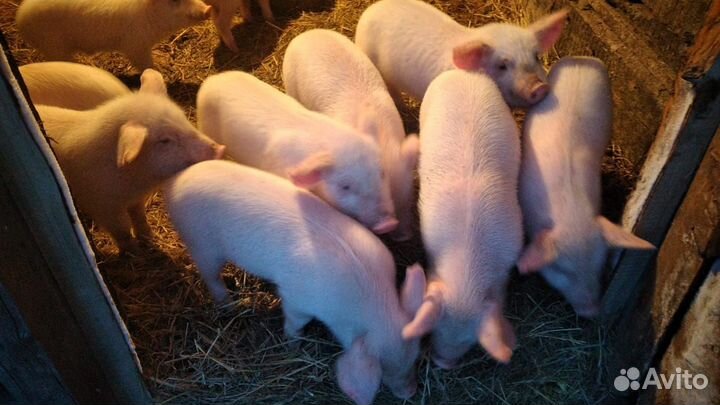 Поросята