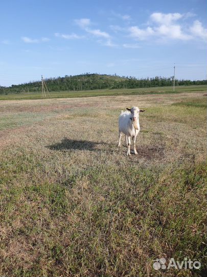 Козы зааненской породы