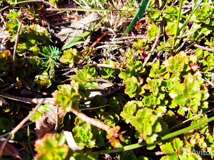 Очиток, почвопокровник