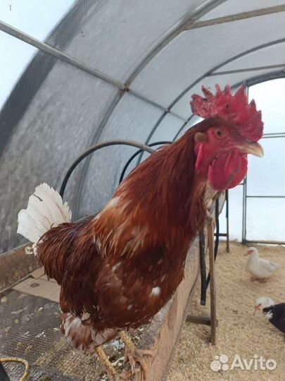 Курочки молодки разных пород