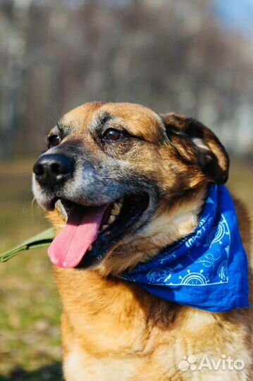 Чесс из приюта ищет дом