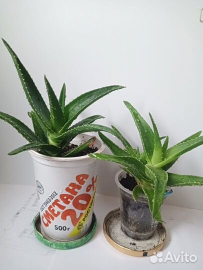 Алоэ лечебное