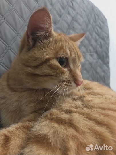 Кот в добрые руки