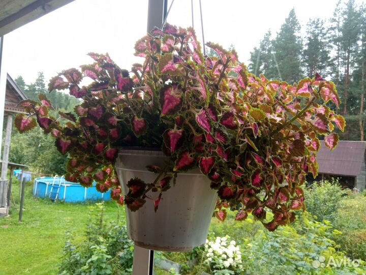 Колеус ампельный