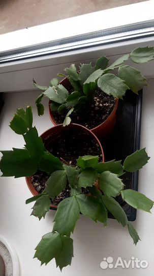 Декабрист,Эписция,Традесканция