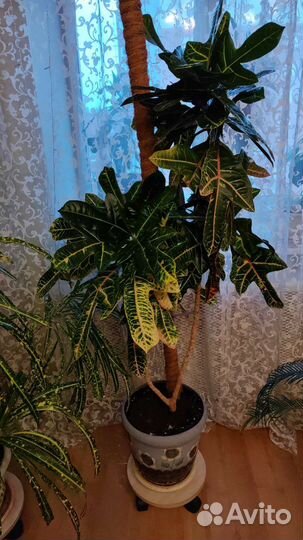 Большие цветы для офиса