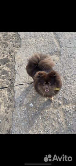 Вязка немецкий шпиц