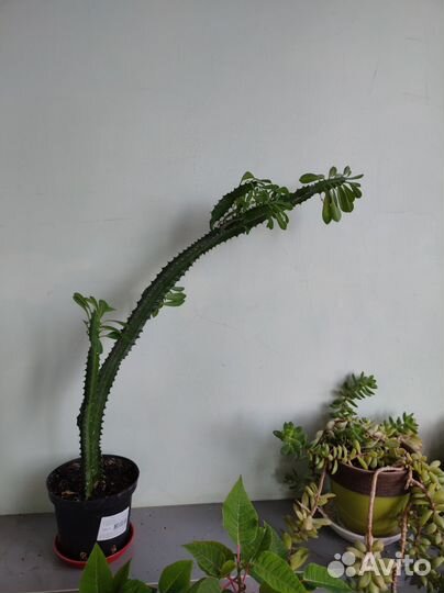 Комнатные цветы молочай