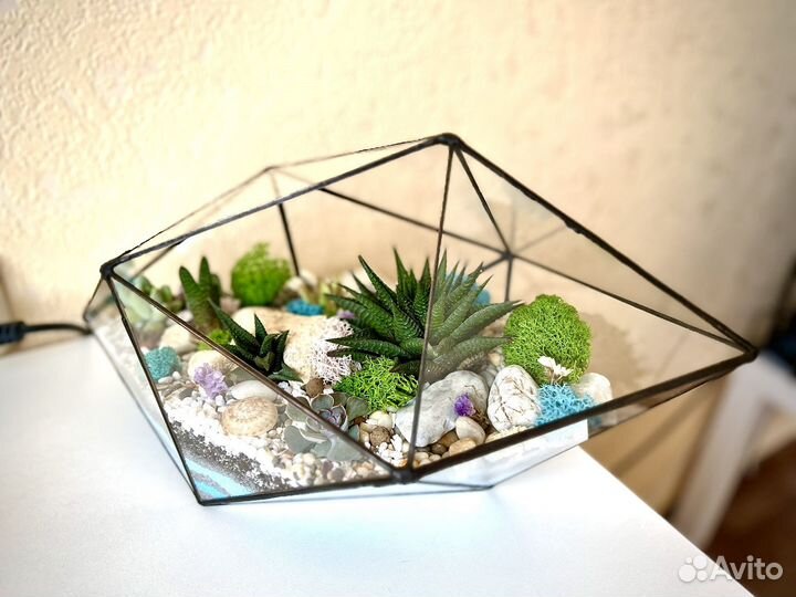 Флорариум суккуленты