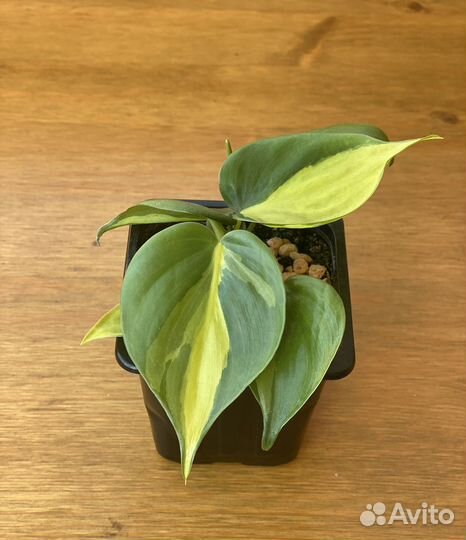 Филодендрон бразил