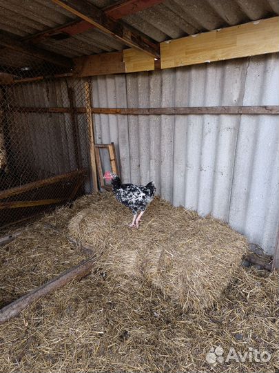 Молодые петухи