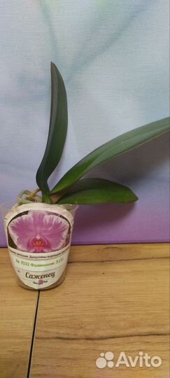 Орхидеи Азия