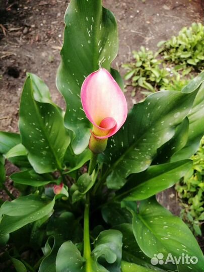 Луковицы Гименокалиса Гиппеаструм Циртантуса Калла