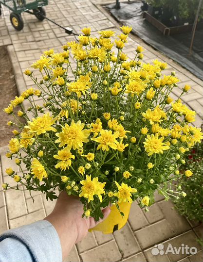 Хризантема мультфлора