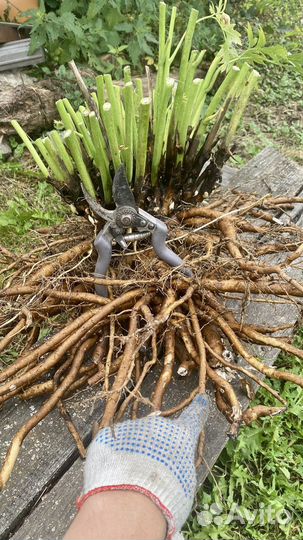 Пионы саженцы, корни