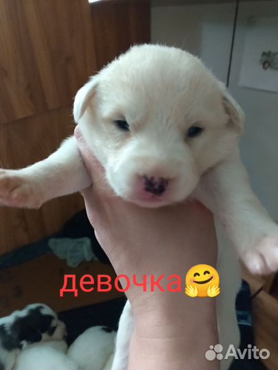 Собачата в добрые руки