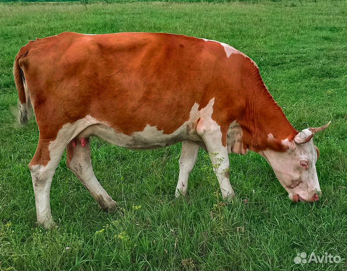 Продам корову