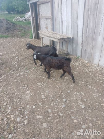 Продается коза и два козлика