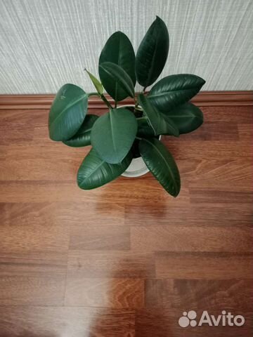 Псевдоэрантемум