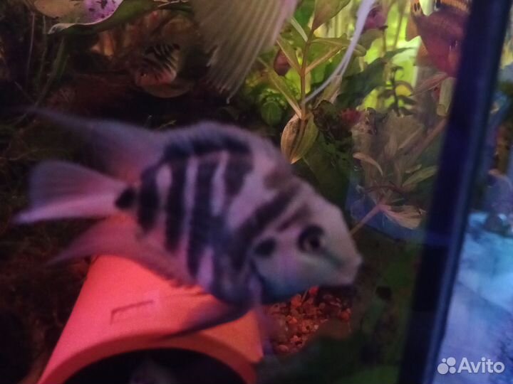 Аквариумные рыбки цихлиды