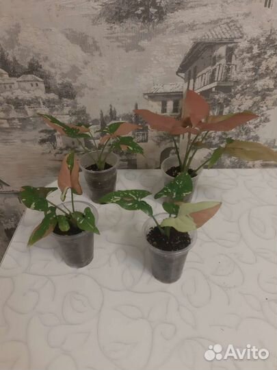 Сингониум ред спот триколор