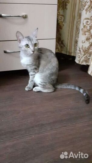 Котёнок Селена