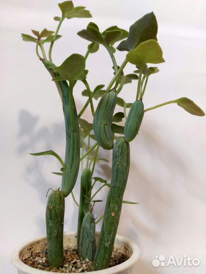 Суккулент сенецио 5 видов