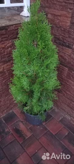 Пирамидальная туя