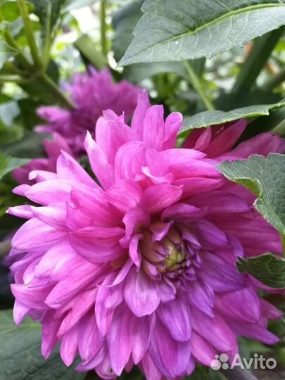 Георгин, его клубни