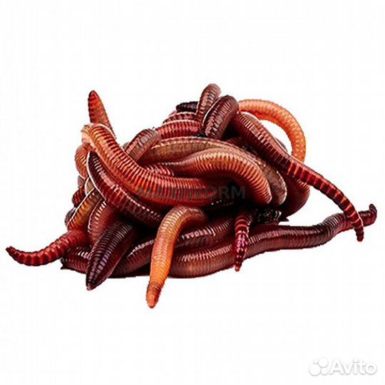 Червь дендробена