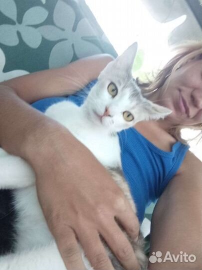 Передержка собак и кошек