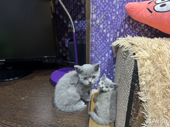 Британские котята