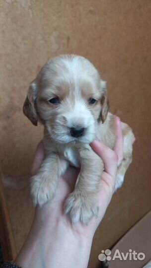 Кокер спаниель