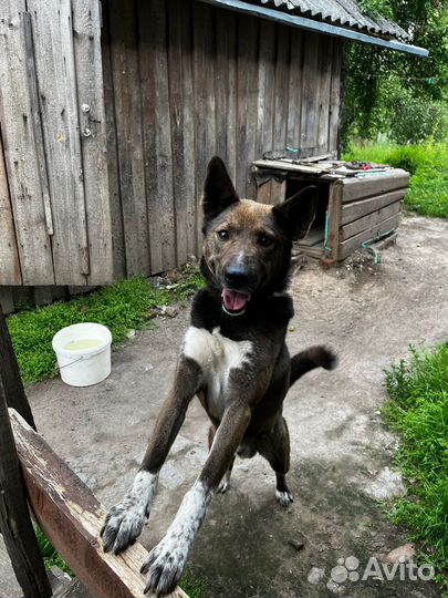 Собака в добрые, ответственные руки