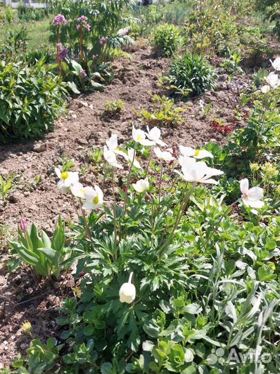 Анемона лесная