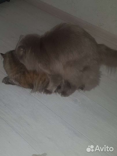Котик вязка