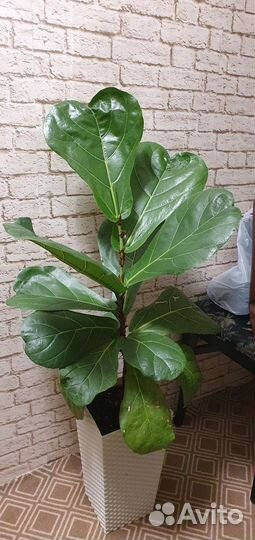 Фикус лирата колумнарис