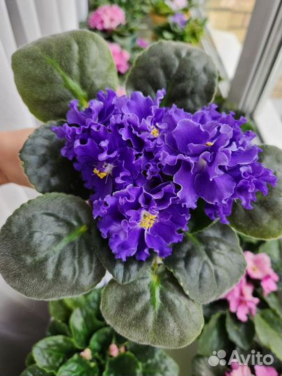 Фиалки цветущие в горшке